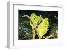 Giant Frogfish-Hal Beral-Framed Photographic Print