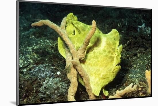 Giant Frogfish-Hal Beral-Mounted Photographic Print