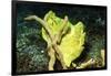 Giant Frogfish-Hal Beral-Framed Photographic Print