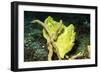 Giant Frogfish-Hal Beral-Framed Photographic Print