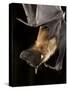 Giant Fruit Bat-Joe McDonald-Stretched Canvas