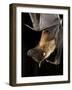 Giant Fruit Bat-Joe McDonald-Framed Photographic Print