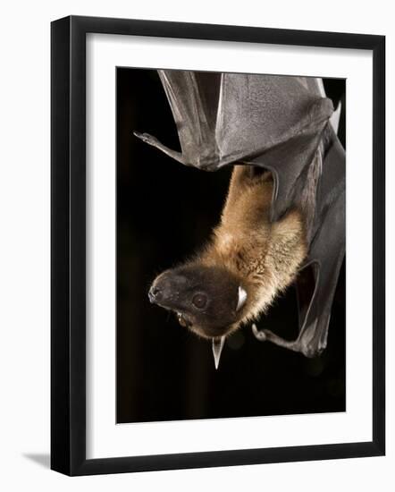 Giant Fruit Bat-Joe McDonald-Framed Photographic Print