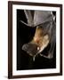 Giant Fruit Bat-Joe McDonald-Framed Photographic Print