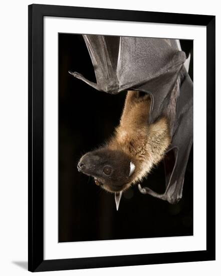 Giant Fruit Bat-Joe McDonald-Framed Photographic Print