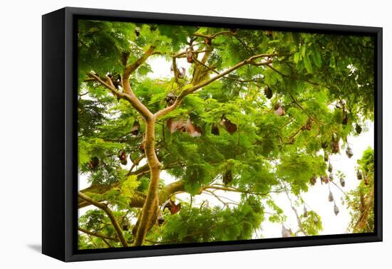 Giant Fruit Bats, Bali, Indonesia, Southeast Asia, Asia-Laura Grier-Framed Stretched Canvas