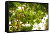 Giant Fruit Bats, Bali, Indonesia, Southeast Asia, Asia-Laura Grier-Framed Stretched Canvas