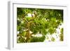 Giant Fruit Bats, Bali, Indonesia, Southeast Asia, Asia-Laura Grier-Framed Photographic Print