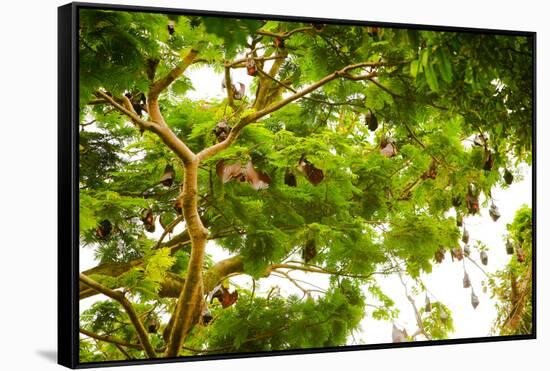 Giant Fruit Bats, Bali, Indonesia, Southeast Asia, Asia-Laura Grier-Framed Stretched Canvas