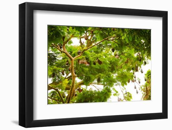 Giant Fruit Bats, Bali, Indonesia, Southeast Asia, Asia-Laura Grier-Framed Photographic Print