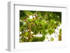 Giant Fruit Bats, Bali, Indonesia, Southeast Asia, Asia-Laura Grier-Framed Photographic Print