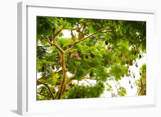 Giant Fruit Bats, Bali, Indonesia, Southeast Asia, Asia-Laura Grier-Framed Photographic Print