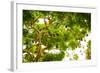 Giant Fruit Bats, Bali, Indonesia, Southeast Asia, Asia-Laura Grier-Framed Photographic Print