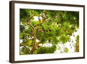 Giant Fruit Bats, Bali, Indonesia, Southeast Asia, Asia-Laura Grier-Framed Photographic Print