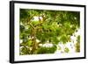 Giant Fruit Bats, Bali, Indonesia, Southeast Asia, Asia-Laura Grier-Framed Photographic Print