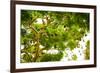 Giant Fruit Bats, Bali, Indonesia, Southeast Asia, Asia-Laura Grier-Framed Photographic Print