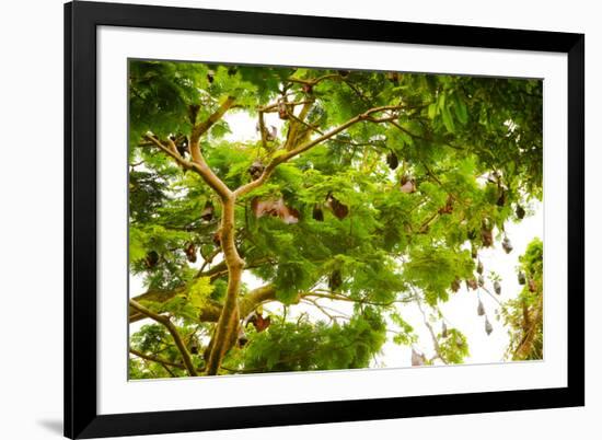 Giant Fruit Bats, Bali, Indonesia, Southeast Asia, Asia-Laura Grier-Framed Photographic Print