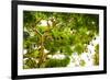 Giant Fruit Bats, Bali, Indonesia, Southeast Asia, Asia-Laura Grier-Framed Photographic Print