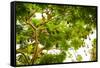 Giant Fruit Bats, Bali, Indonesia, Southeast Asia, Asia-Laura Grier-Framed Stretched Canvas