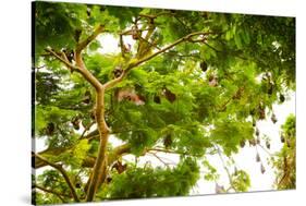 Giant Fruit Bats, Bali, Indonesia, Southeast Asia, Asia-Laura Grier-Stretched Canvas