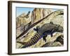 Giant Girdled Lizard (Smaug Giganteus), Cordylidae-null-Framed Giclee Print