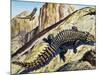 Giant Girdled Lizard (Smaug Giganteus), Cordylidae-null-Mounted Giclee Print