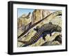 Giant Girdled Lizard (Smaug Giganteus), Cordylidae-null-Framed Giclee Print