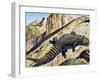 Giant Girdled Lizard (Smaug Giganteus), Cordylidae-null-Framed Giclee Print