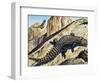 Giant Girdled Lizard (Smaug Giganteus), Cordylidae-null-Framed Giclee Print