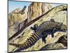 Giant Girdled Lizard (Smaug Giganteus), Cordylidae-null-Mounted Giclee Print