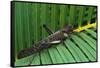 Giant Grasshopper on Leaf-W. Perry Conway-Framed Stretched Canvas