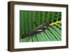 Giant Grasshopper on Leaf-W. Perry Conway-Framed Photographic Print