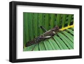 Giant Grasshopper on Leaf-W. Perry Conway-Framed Photographic Print