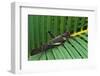 Giant Grasshopper on Leaf-W. Perry Conway-Framed Photographic Print