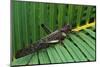 Giant Grasshopper on Leaf-W. Perry Conway-Mounted Photographic Print