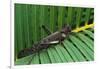 Giant Grasshopper on Leaf-W. Perry Conway-Framed Photographic Print