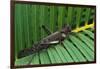 Giant Grasshopper on Leaf-W. Perry Conway-Framed Photographic Print