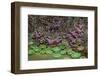 Giant Green Anemone, Ochre Sea Star in tidal pool, Bandon Beach, Oregon-Adam Jones-Framed Photographic Print