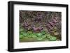 Giant Green Anemone, Ochre Sea Star in tidal pool, Bandon Beach, Oregon-Adam Jones-Framed Photographic Print