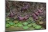 Giant Green Anemone, Ochre Sea Star in tidal pool, Bandon Beach, Oregon-Adam Jones-Mounted Photographic Print