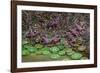 Giant Green Anemone, Ochre Sea Star in tidal pool, Bandon Beach, Oregon-Adam Jones-Framed Photographic Print