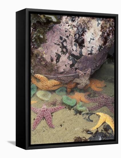 Giant Green Anemones and Ochre Sea Stars, Cape Kiwanda State Park, Oregon, USA-Stuart Westmoreland-Framed Stretched Canvas