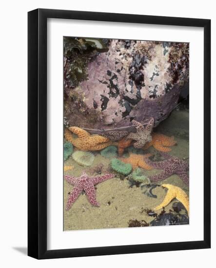 Giant Green Anemones and Ochre Sea Stars, Cape Kiwanda State Park, Oregon, USA-Stuart Westmoreland-Framed Photographic Print