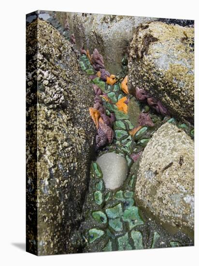 Giant Green Anemones, and Ochre Sea Stars, Exposed on Rocks, Olympic National Park, Washington, USA-Georgette Douwma-Stretched Canvas