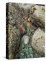 Giant Green Anemones, and Ochre Sea Stars, Exposed on Rocks, Olympic National Park, Washington, USA-Georgette Douwma-Stretched Canvas