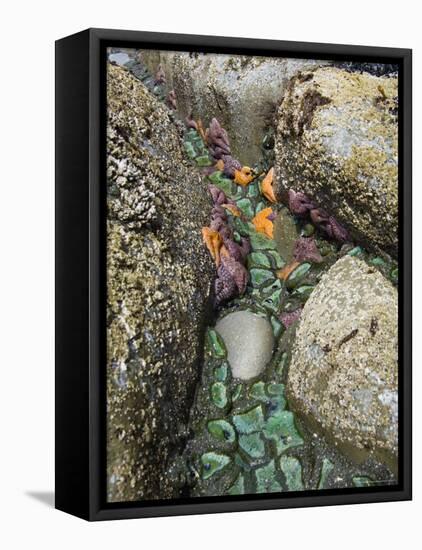 Giant Green Anemones, and Ochre Sea Stars, Exposed on Rocks, Olympic National Park, Washington, USA-Georgette Douwma-Framed Stretched Canvas