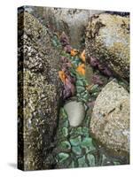 Giant Green Anemones, and Ochre Sea Stars, Exposed on Rocks, Olympic National Park, Washington, USA-Georgette Douwma-Stretched Canvas