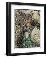 Giant Green Anemones, and Ochre Sea Stars, Exposed on Rocks, Olympic National Park, Washington, USA-Georgette Douwma-Framed Premium Photographic Print