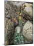 Giant Green Anemones, and Ochre Sea Stars, Exposed on Rocks, Olympic National Park, Washington, USA-Georgette Douwma-Mounted Premium Photographic Print