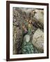 Giant Green Anemones, and Ochre Sea Stars, Exposed on Rocks, Olympic National Park, Washington, USA-Georgette Douwma-Framed Photographic Print